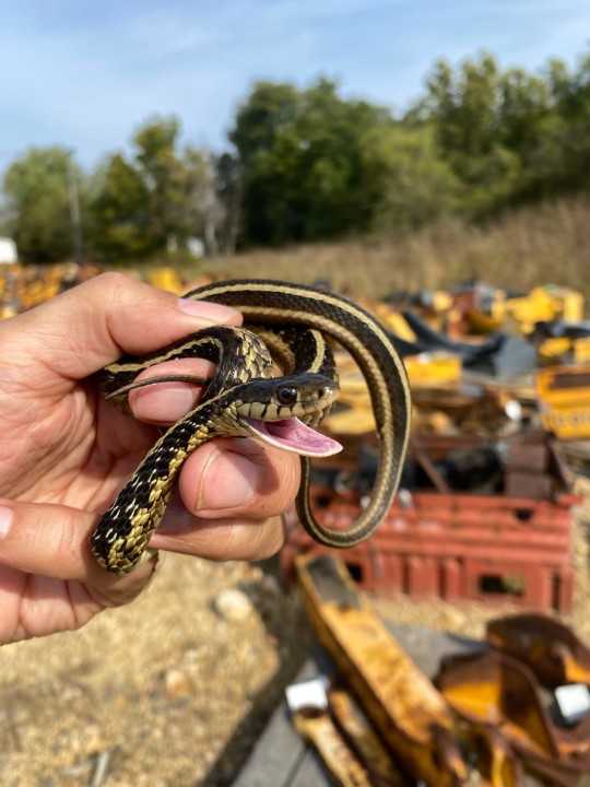 Eastern Garter Snake